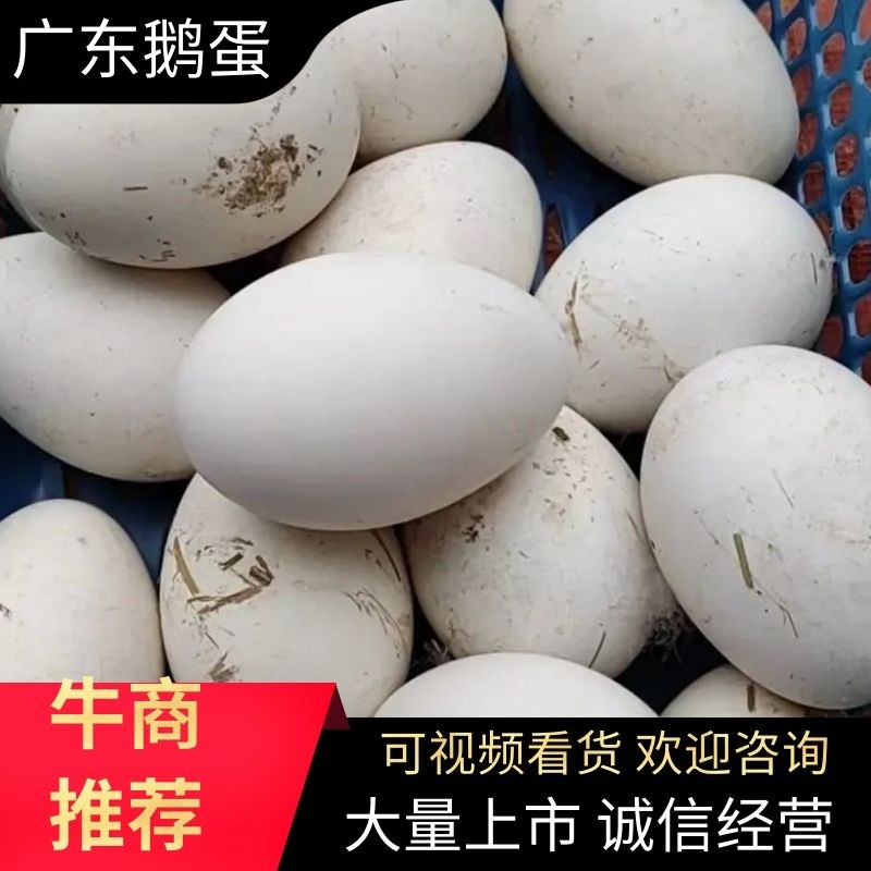 四川鹅蛋散养大鹅蛋农家现捡品质保证欢迎老板联系