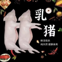 【半成品，白条小乳猪】新鲜现杀速冻小乳猪烤乳猪酒店乳猪