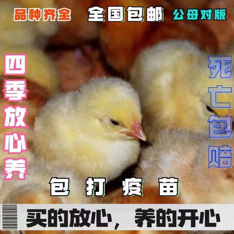 【热卖】海蓝灰鸡苗罗曼粉鸡苗包防疫运输包活提供养殖