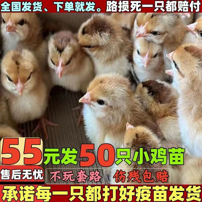 固始鸡苗淮南王鸡苗包运输死亡包赔一手货源防疫齐全远程指导