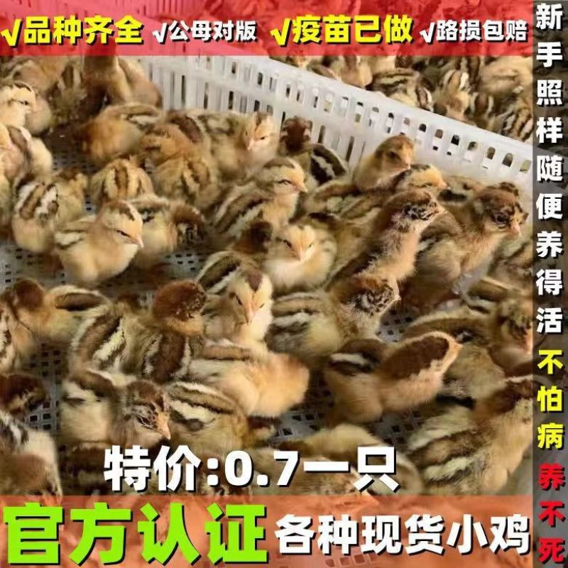 固始鸡苗淮南王鸡苗包运输死亡包赔一手货源防疫齐全远程指导