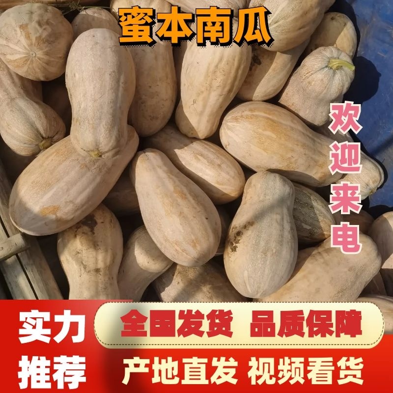 金韩蜜本南瓜5到十斤以上长条形小金密，江密南瓜多个品