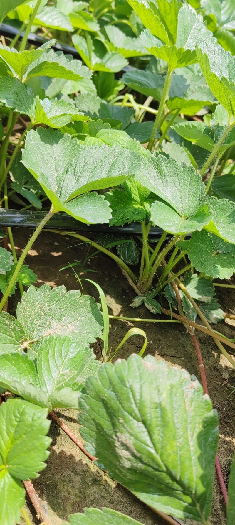 安徽阜阳天仙醉草莓苗基地直供成活率高欢迎联系