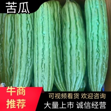 【实力商家】广精品苦瓜大量供应现摘现发品质保证！