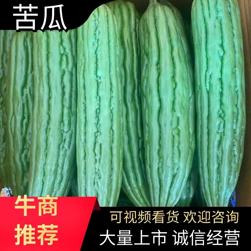 【实力商家】广精品苦瓜大量供应现摘现发品质保证！