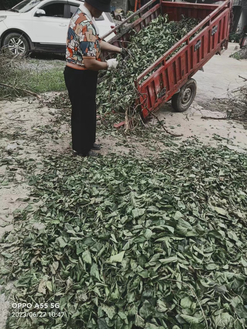 桑叶产地一手货源，质量保证，量大从优，原地发货，