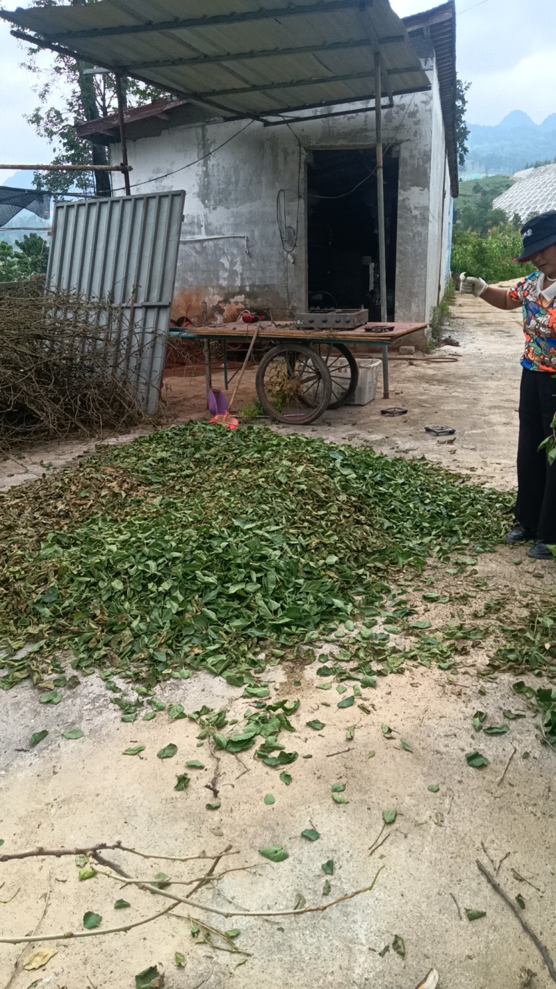 精品绿桑叶大量有货产地一手货源全国发货欢迎来电