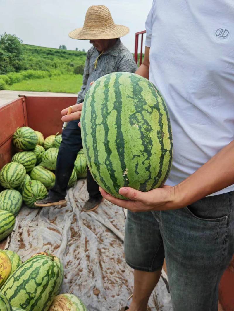 【金城5号】西瓜金城五号量大从优产地直发规格齐全