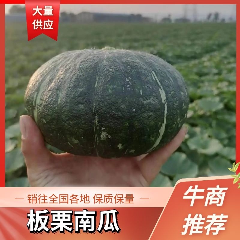 【板栗南瓜】南瓜大量上市产地直发对接全国市场
