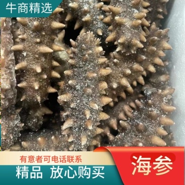 山东临沂鲜食海参量大从优厂家发货欢迎各位老板随时致电