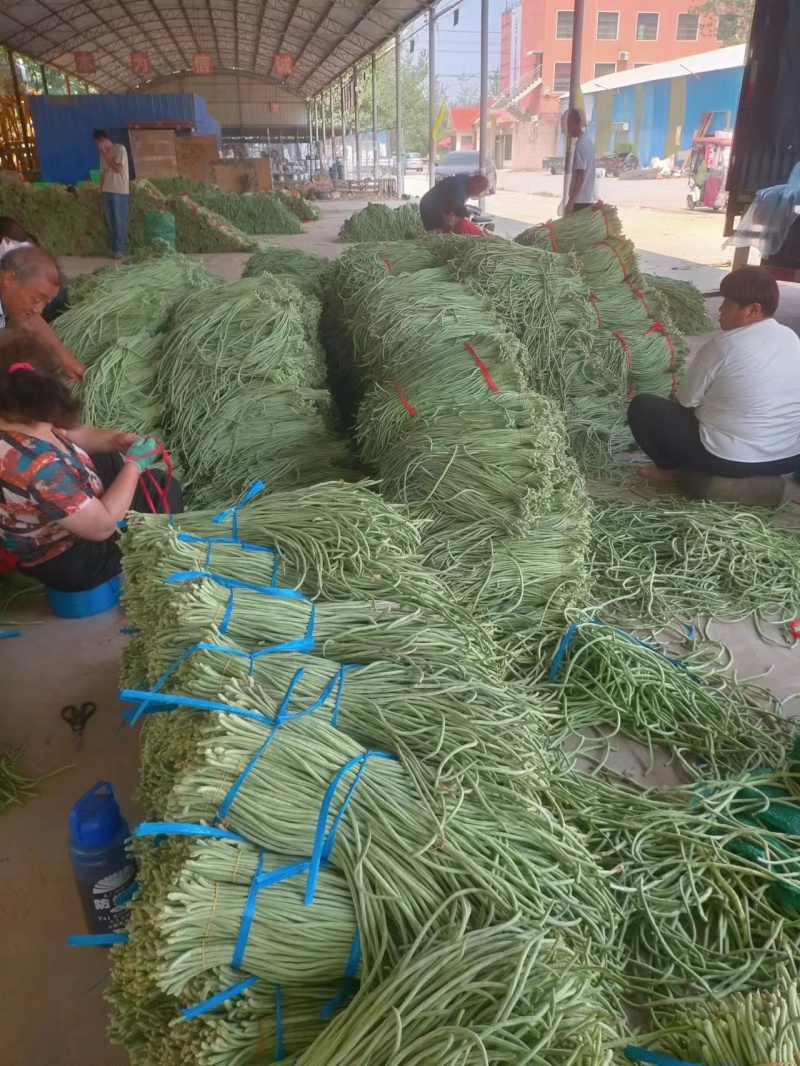 热卖推荐青条豆角对接电商市场商超可视频看货保质量