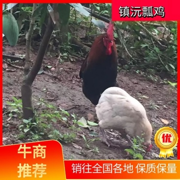 云南活鸡普洱镇沅瓢鸡产地直供视频看货欢迎来电咨询