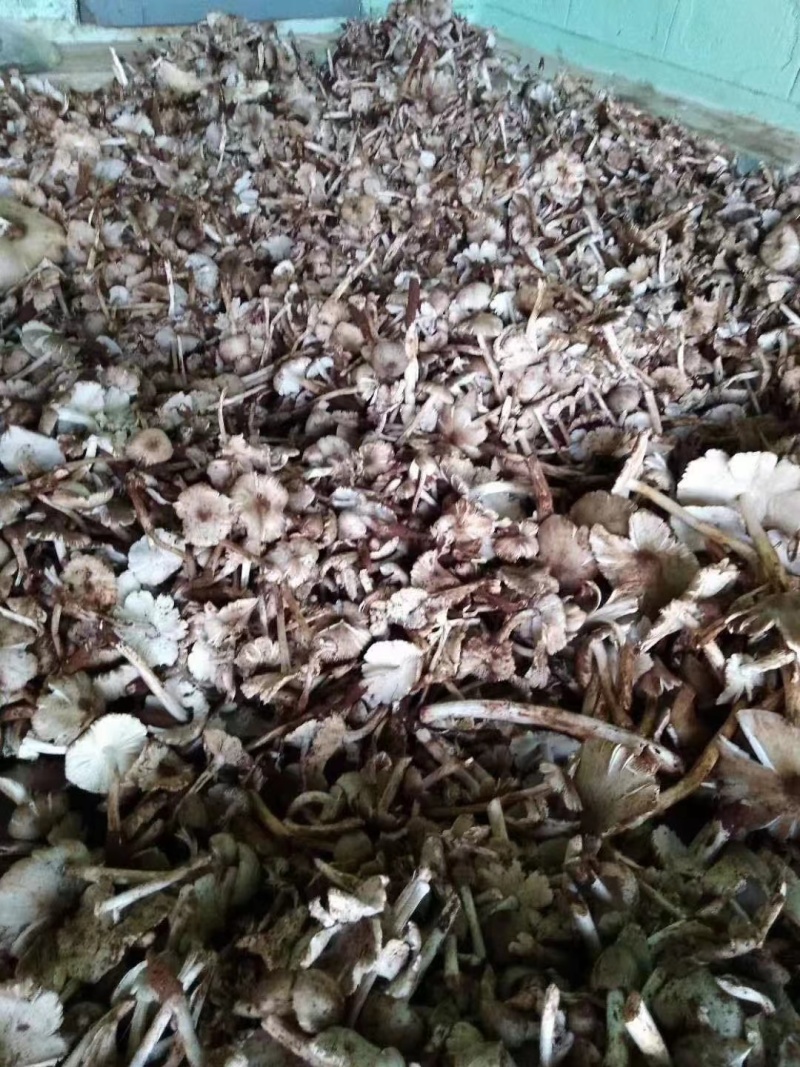 云南油鸡枞昆明特产油鸡枞产地直发货源充足欢迎来电订购