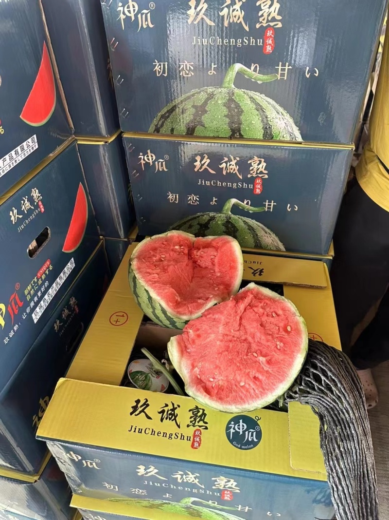 【热】甘肃西瓜平凉无籽美都西瓜糖度高产地直销量大欢迎来电