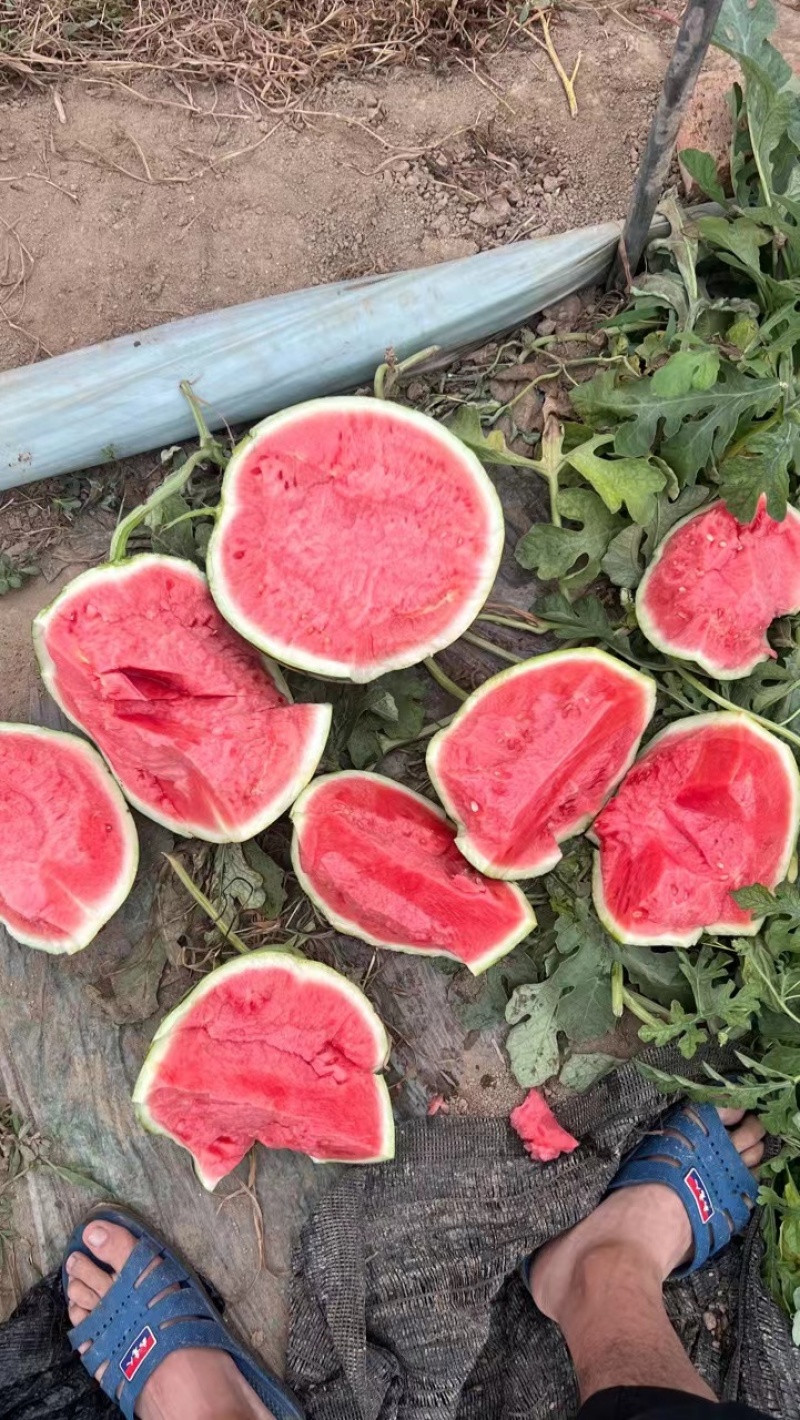 【荐】甘肃西瓜平凉无籽美都西瓜产地直销货源充足欢迎来电订购