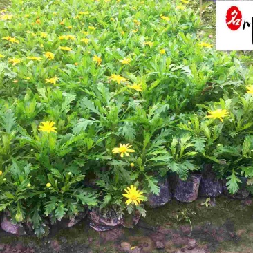 供应木春菊杯苗色块工程苗木春菊花坛花海花境木春菊