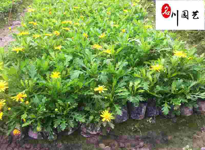 供应木春菊杯苗色块工程苗木春菊花坛花海花境木春菊