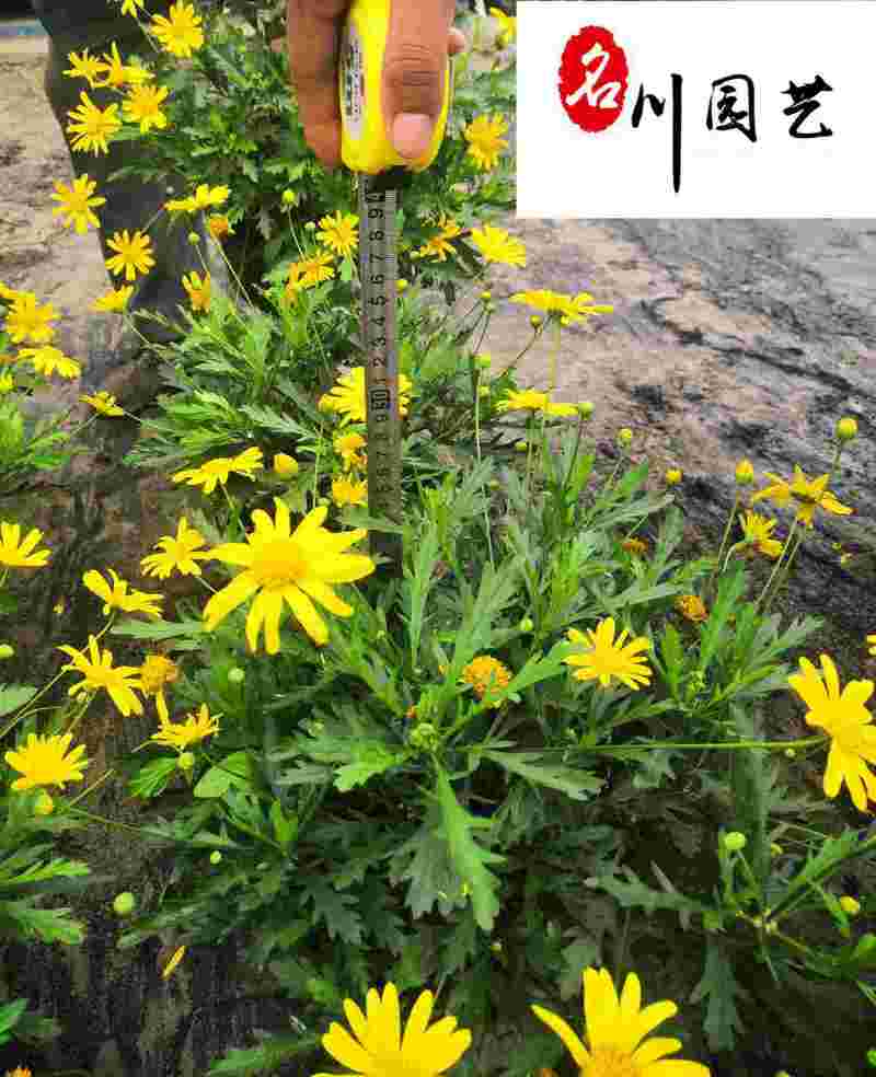 供应木春菊杯苗色块工程苗木春菊花坛花海花境木春菊