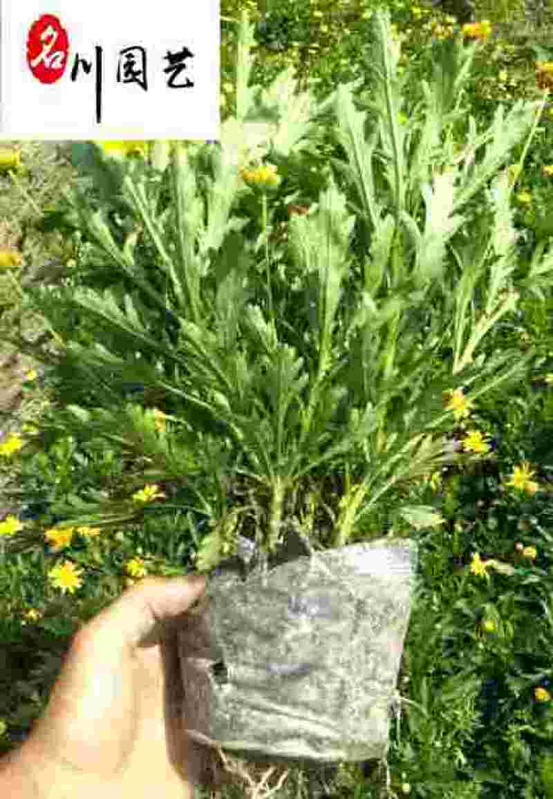 供应木春菊杯苗色块工程苗木春菊花坛花海花境木春菊
