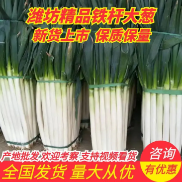 【牛商推荐】净葱铁杆大葱一手货源视频看货品