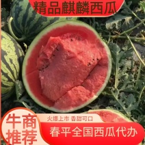 赣州8424麒麟西瓜大量供货可视频欢迎来电咨询