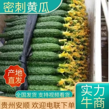 【推荐】密刺黄瓜基地直发一手货源量大从优欢迎采购下单