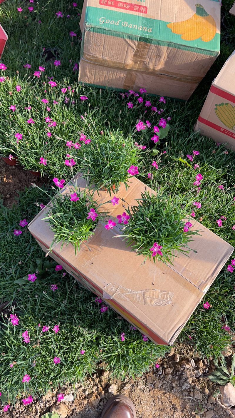 青州欧石竹供应批发商