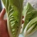 山东小白菜，精品快菜，货源充足，量大从优，欢迎采购