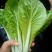 山东小白菜，精品快菜，货源充足，量大从优，欢迎采购