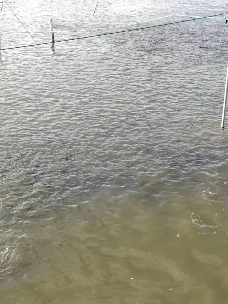 江西宜春草鱼苗产地直销质量保障对接全国欢迎订购