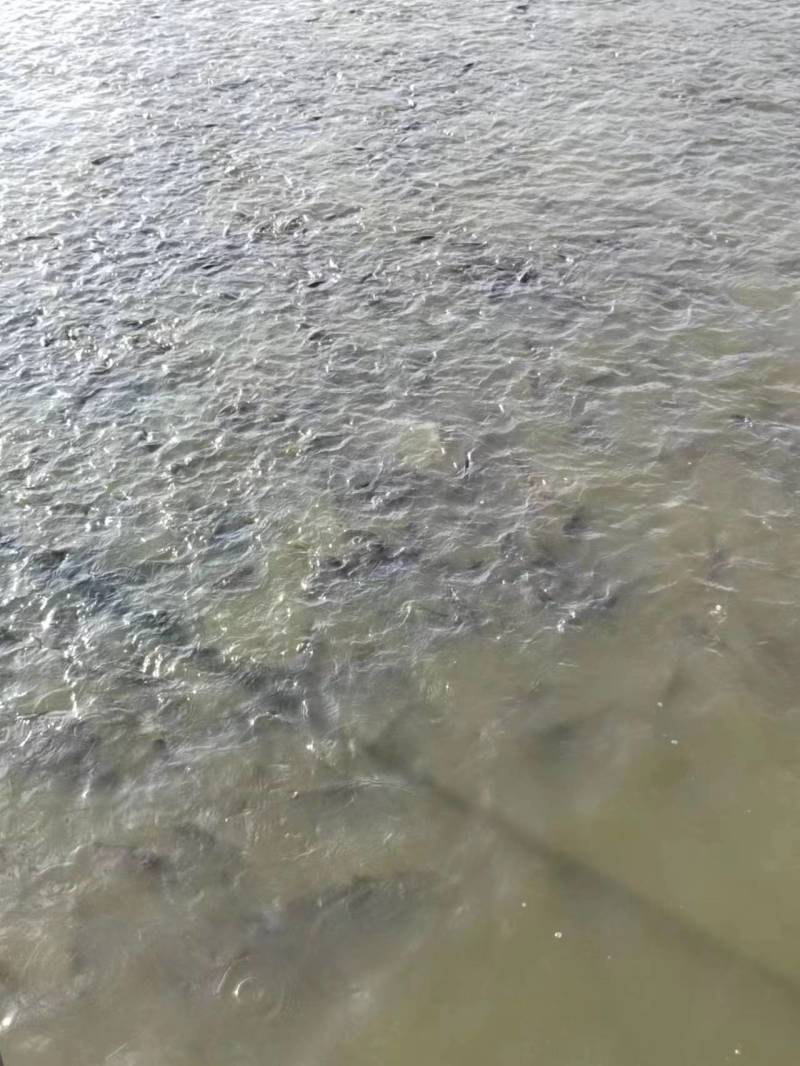 江西宜春草鱼苗产地直销质量保障对接全国欢迎订购