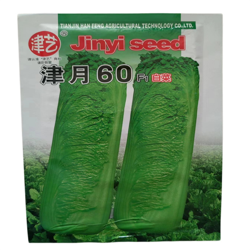 高桩直筒青麻叶白菜种子早熟天津青麻叶白菜种子口感脆甜