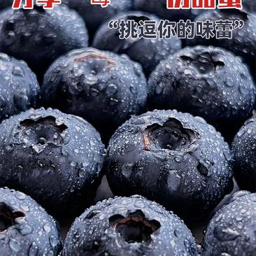 辽宁丹东温室L25蓝莓大量上市基地直供