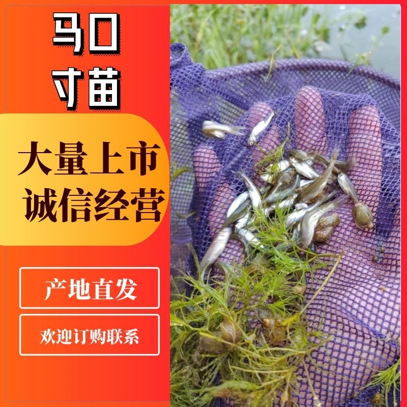 湖北鱼苗宜昌马口寸苗现货量大从优欢迎来电咨询订购