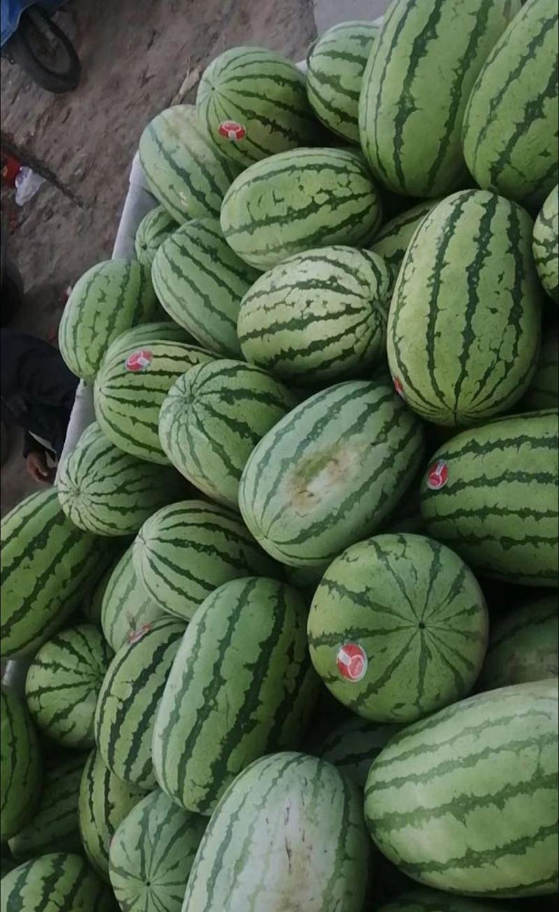 优选推荐新疆西瓜金城五号西瓜可视频看货产地直发