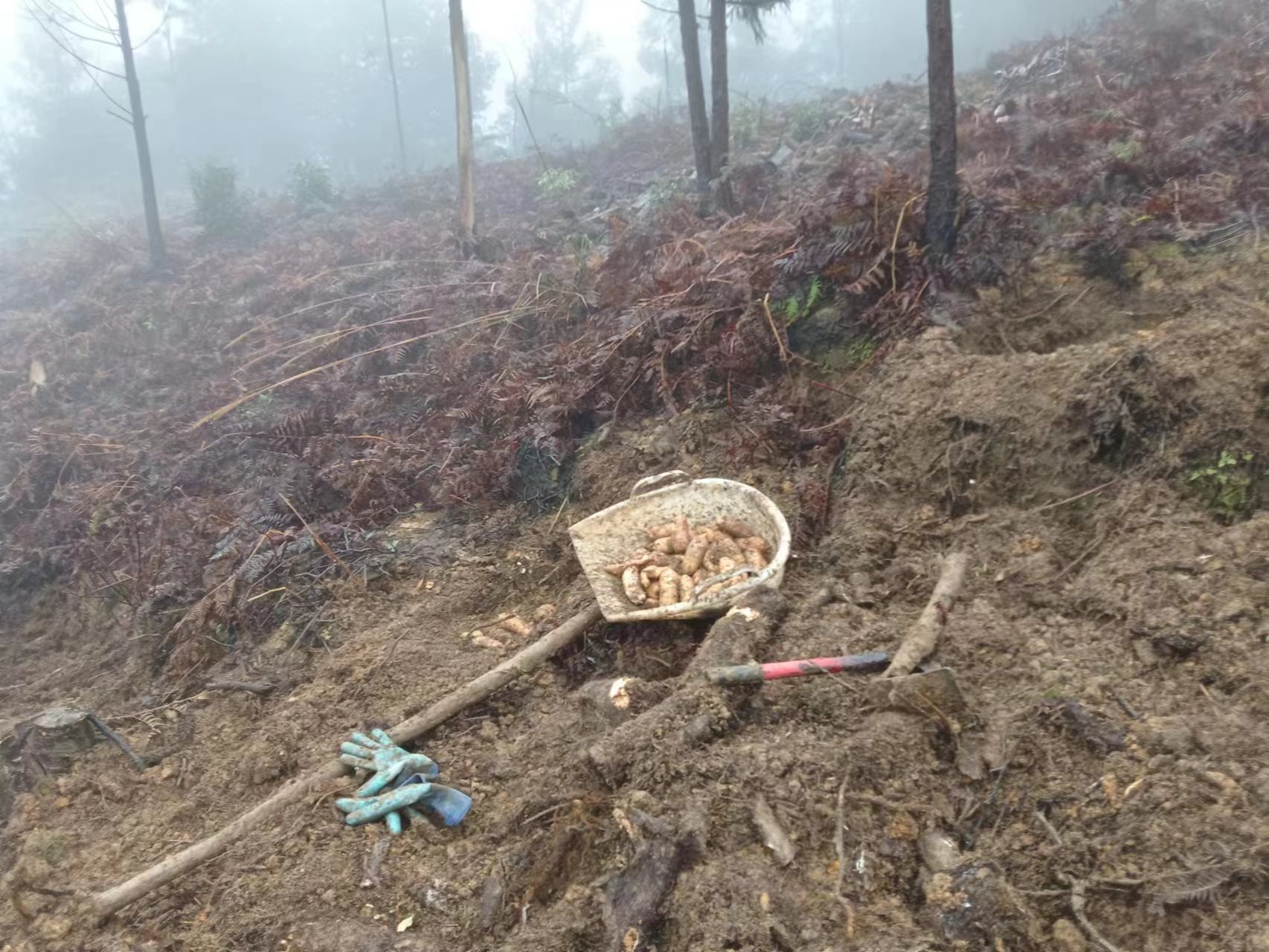 黑芝麻种植基地