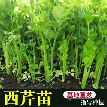 山东滨州精品头茬地芹菜苗质量有保证育苗基地大量供应