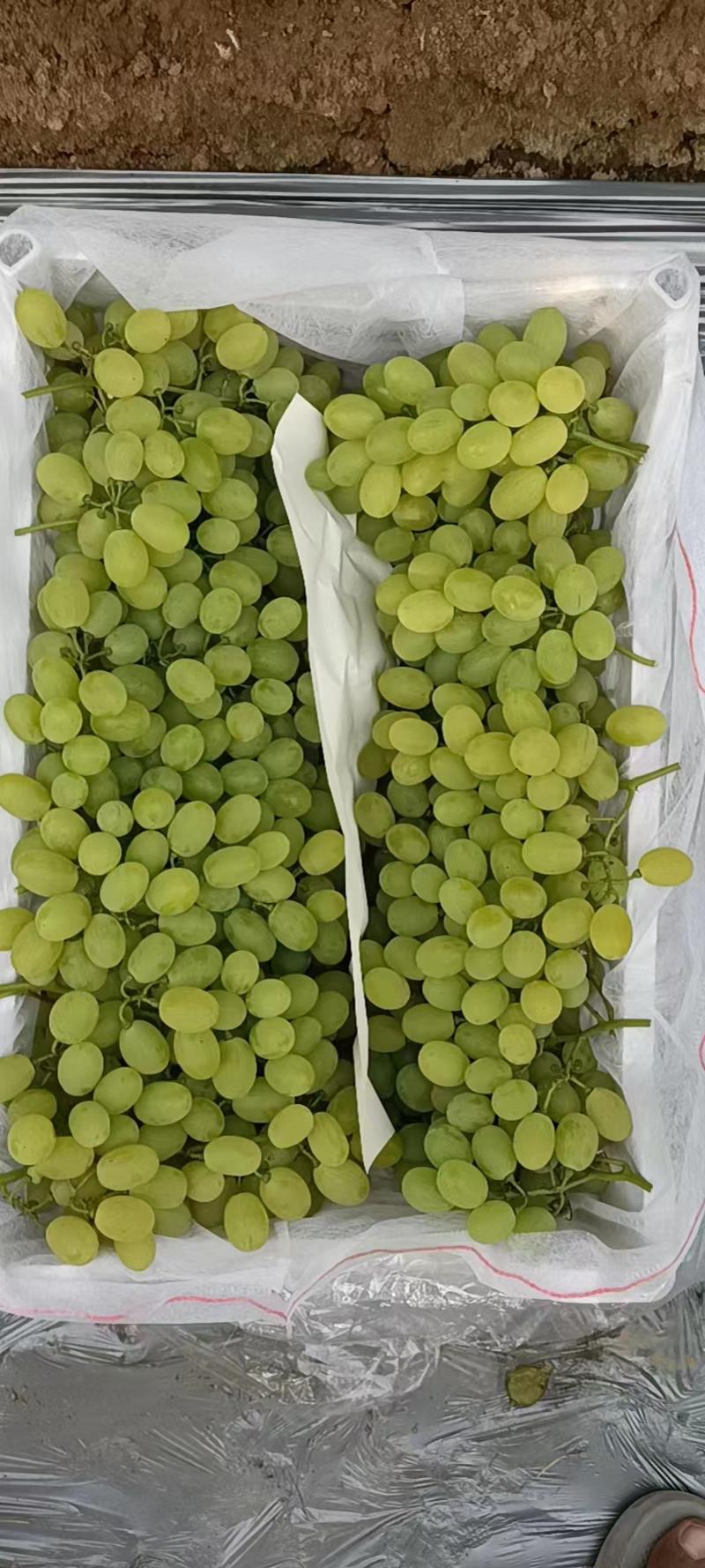 维多利亚葡萄1.5~2斤5%以下口感好欢迎抢购