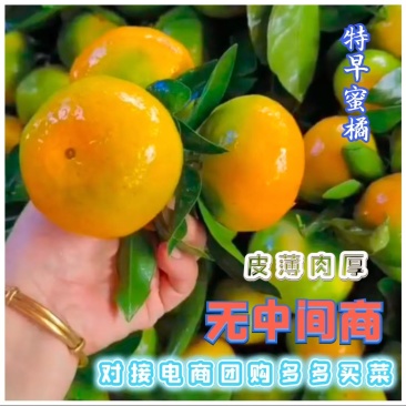 云南蜜橘柑橘皮薄肉厚化渣对接电商团购多多买菜