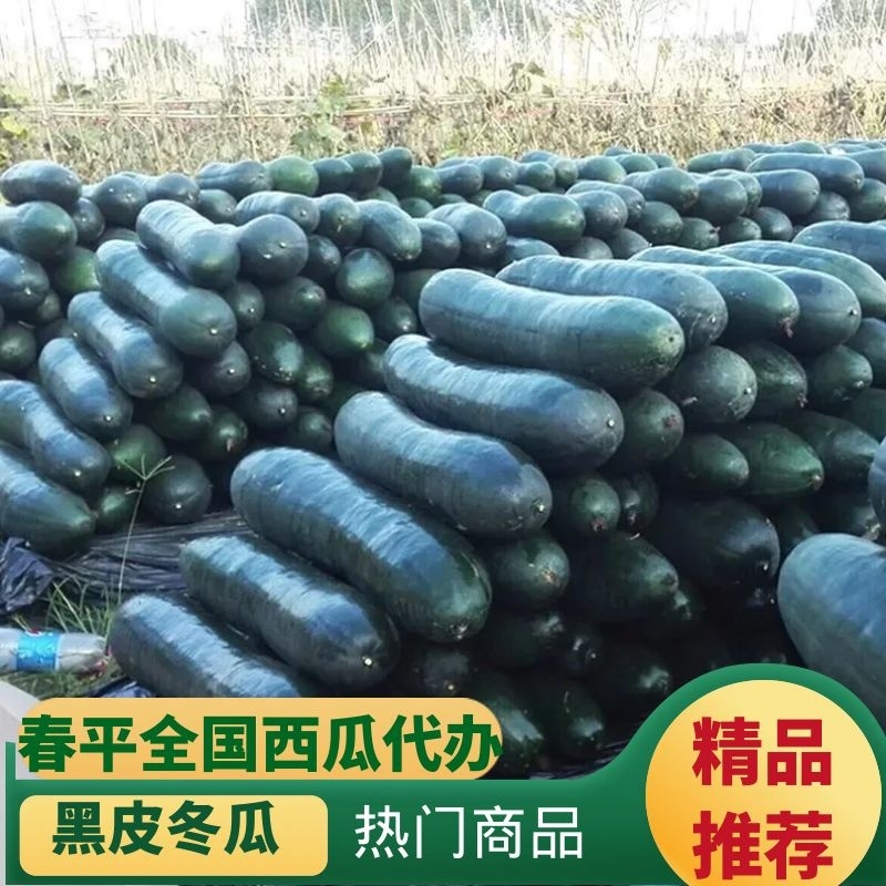 湖南精品黑皮冬瓜大量上市产地一手货源欢迎来电咨询