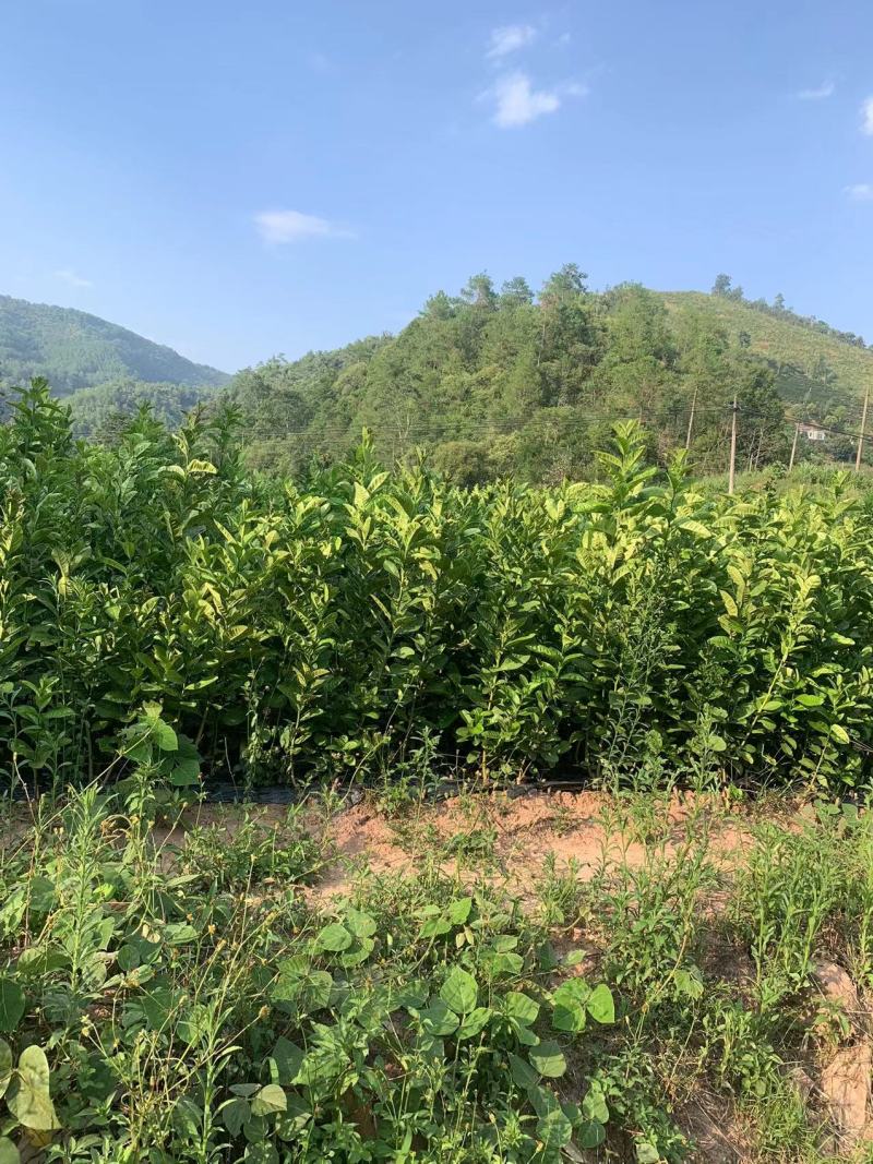 佛手苗，云南佛手苗货源充足量大从优质量保证欢迎咨询