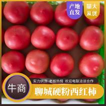 聊城硬粉西红柿，产地直发，量大从优规格多样，欢迎采购