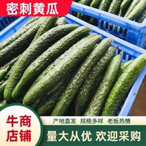 密刺黄瓜现大量上市欢迎订购，基地直供，可对接全国市场
