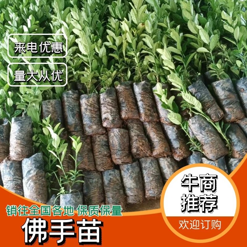 佛手苗，云南佛手苗货源充足量大从优质量保证欢迎咨询