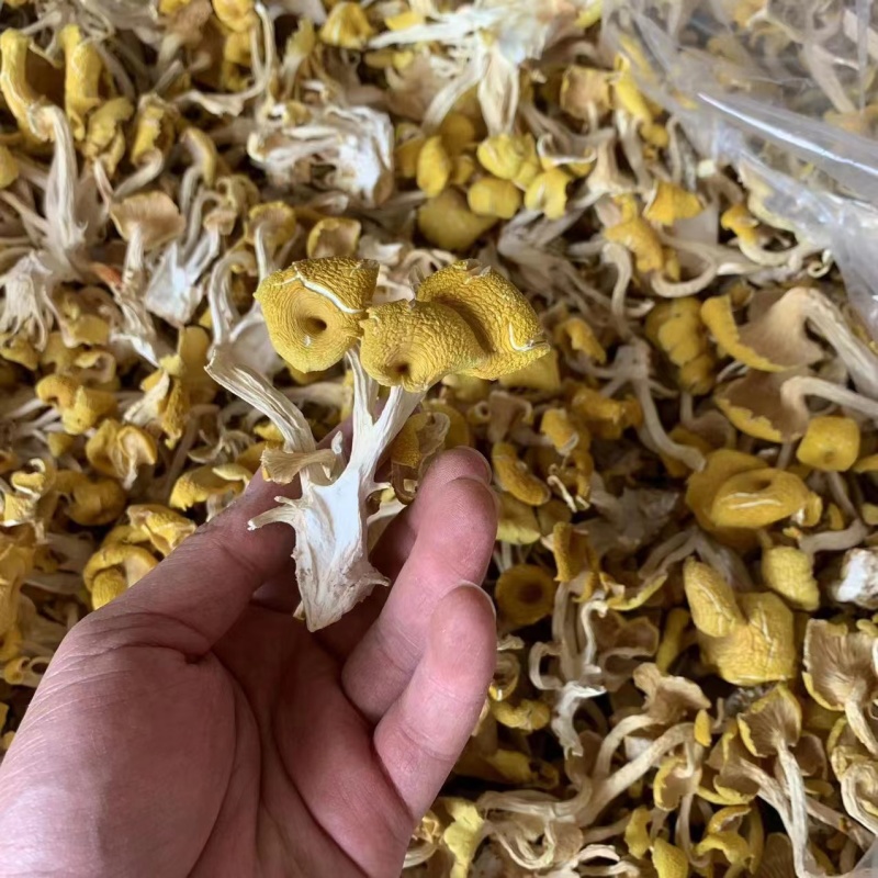 鸡油菌榆黄菇一手货源产地供应可视频看货