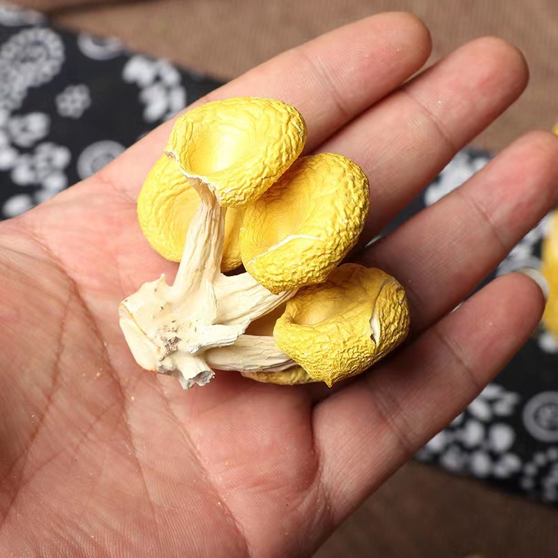鸡油菌榆黄菇一手货源产地供应可视频看货