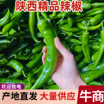 陕西螺丝椒精品辣椒大量上市中支持视频产地直发