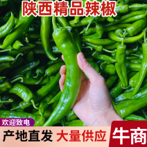 陕西螺丝椒精品辣椒大量上市中支持视频看货产地直发