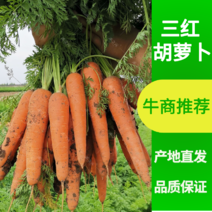 【推荐】三红胡萝卜，精品胡萝卜，大量上市产地直发，欢迎致电