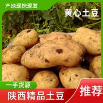 纯沙地土豆V7土豆，黄皮黄心，产地发货量大从优
